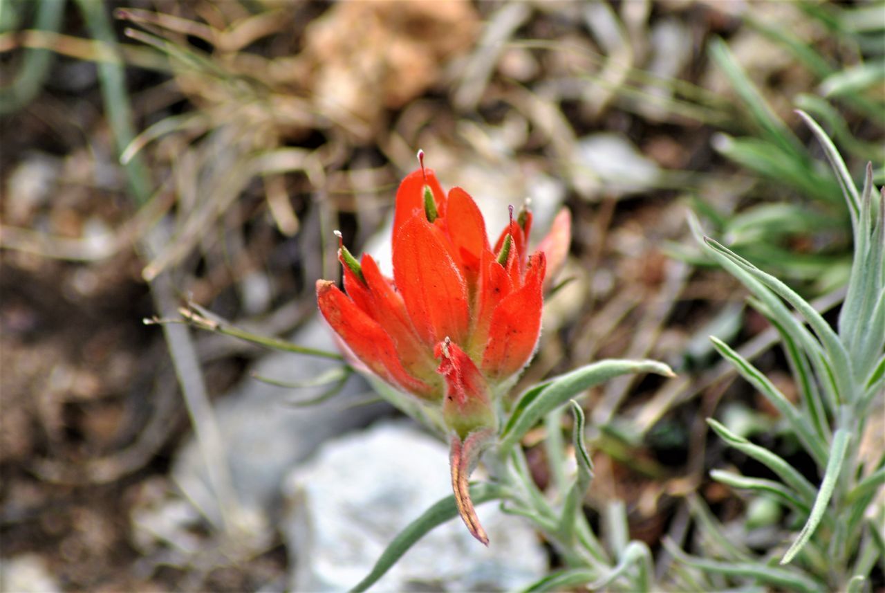 CLOSE-UP OF RED ROSE FLOWER