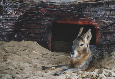 Close-up of rabbit