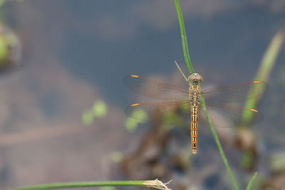 Close-up of dragonfly on plant