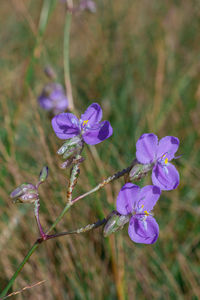 Close-up of purple flowering plant on field