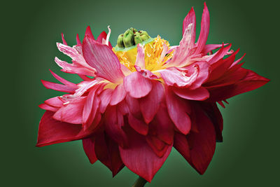 Close-up of lotus water lily against green background