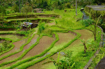 Scenic view of rice paddy field