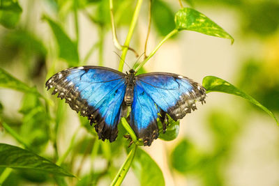 insect