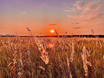 Scenic view of field against sky at sunset