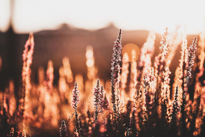 Close-up of plants growing on field against sky