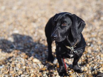 Black dog looking away