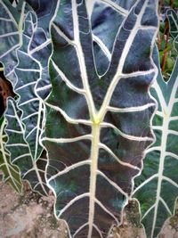 Close-up of succulent plant on field