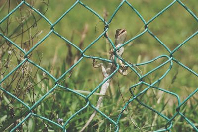 Close-up of bird on chainlink fence