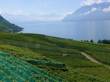 View of vineyard against sea