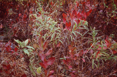 Trees growing in park