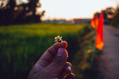 Cropped hand of person holding flower bud on land 