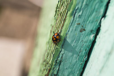 Close-up of insect