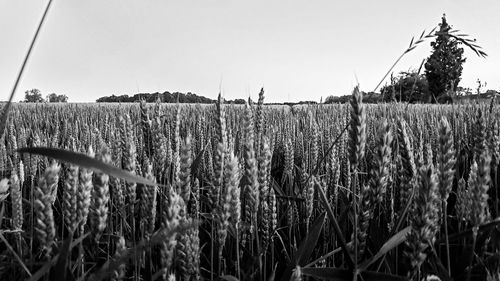 Crops growing on field against sky