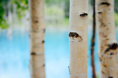 Close-up of insect on tree trunk