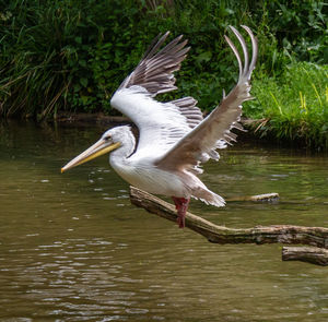 Bird flying over lake