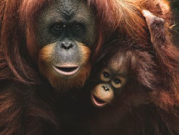 Close-up portrait of a monkey