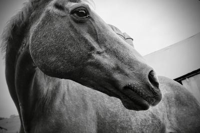 Horse in black and white