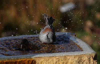 Close-up of bird perching on a lake