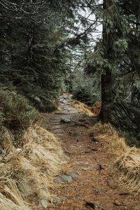 Trees growing in forest