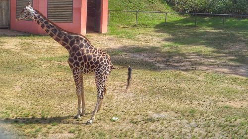 View of giraffe in zoo