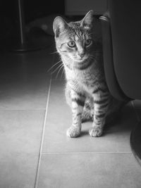 pet