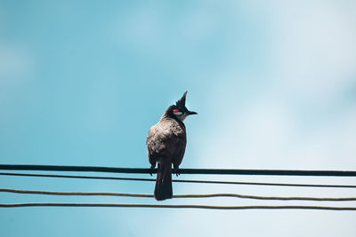 Low angle view of bird perching on cable against sky