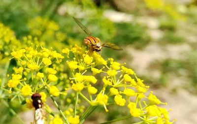 Close-up of bee on yellow flower