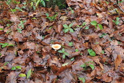 Mushroom amidst dry leaves