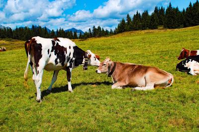 Cows on field against sky