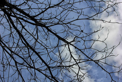 Low angle view of bare tree against sky