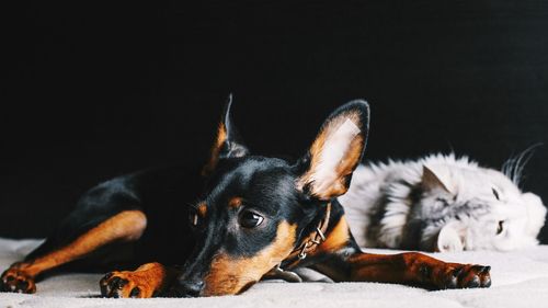 Close-up of dog resting on floor against black background