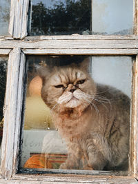 Close-up of cat sitting on window
