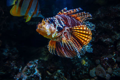 High angle view of fish swimming in sea