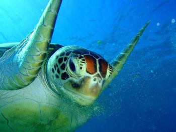 Close-up of turtle in sea