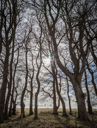 Bare trees on field in forest against sky