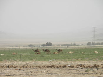 Flock of sheep in a field