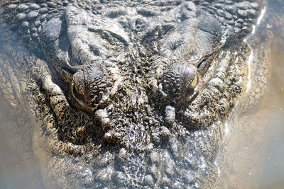 High angle view of crocodile in sea