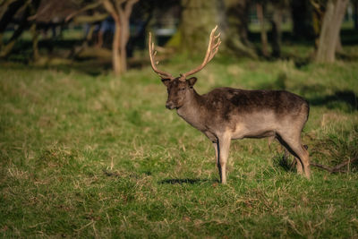 animal