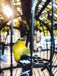 Close-up of bird perching in cage