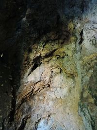 Low angle view of lichen on tree trunk