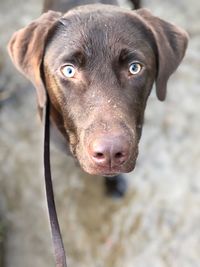 Close-up portrait of a dog