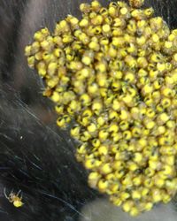 Close-up of yellow flowers in water