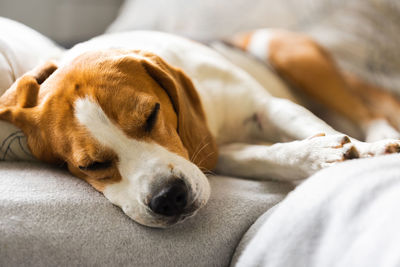 Beagle dog tired sleeps on a cozy sofa, couch, blanket. canine theme