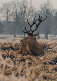 Stag on field