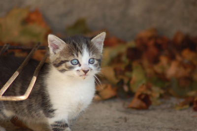 Portrait of cat