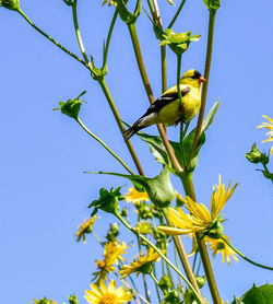 Low angle view of bird perching on tree against clear blue sky