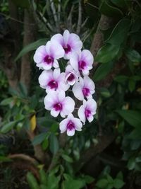 Close-up of pink flowers blooming outdoors