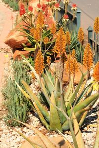 Close-up of plants