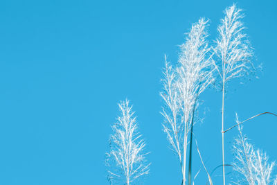 Low angle view of snow covered plants against blue sky