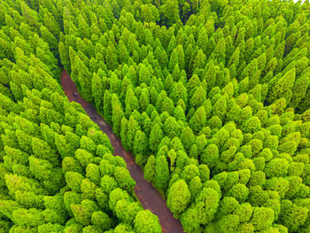 Full frame shot of plants